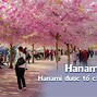 Lễ Hội Hoa Anh Đào Hanami